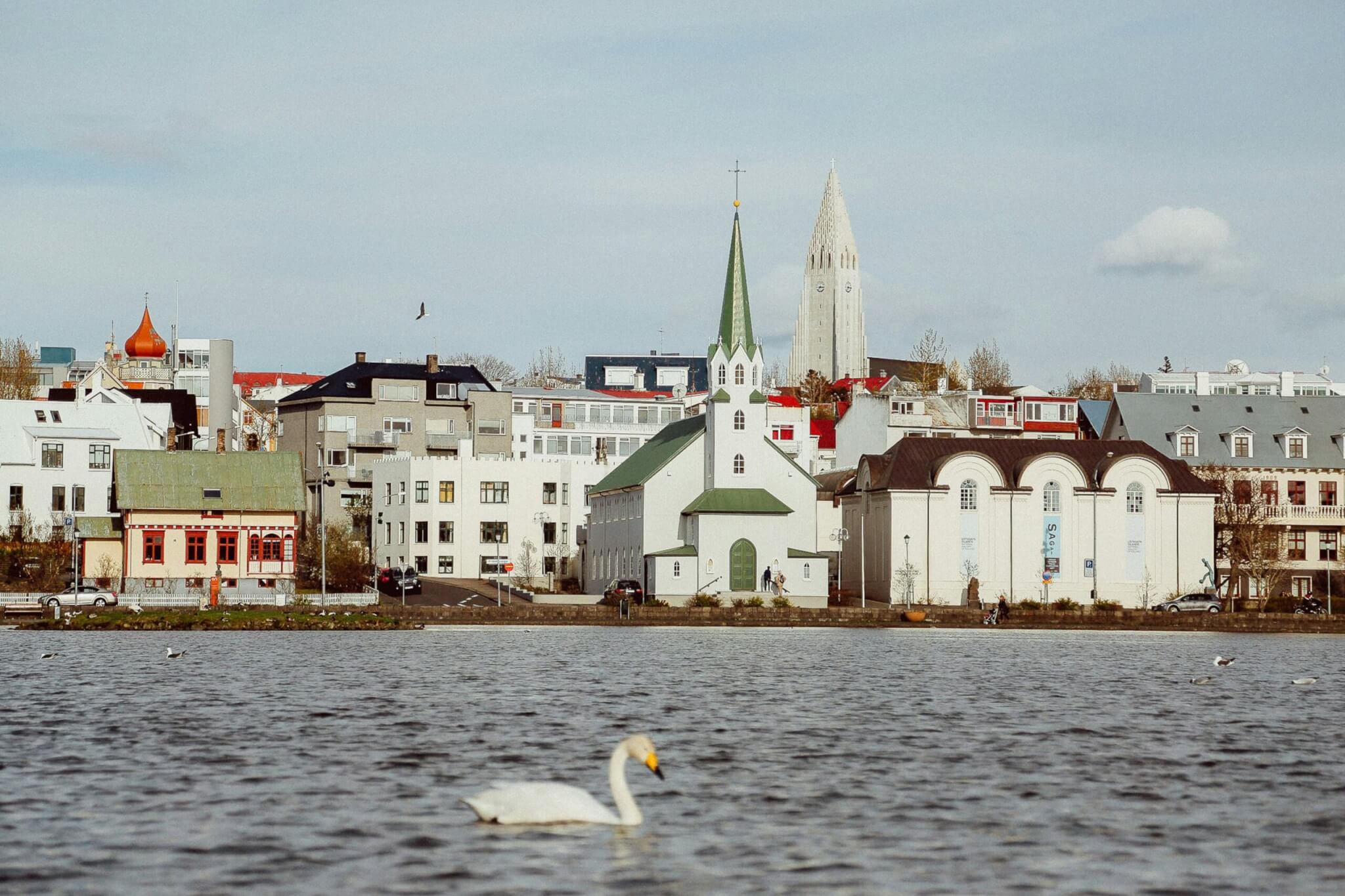 a swan in reykjavik