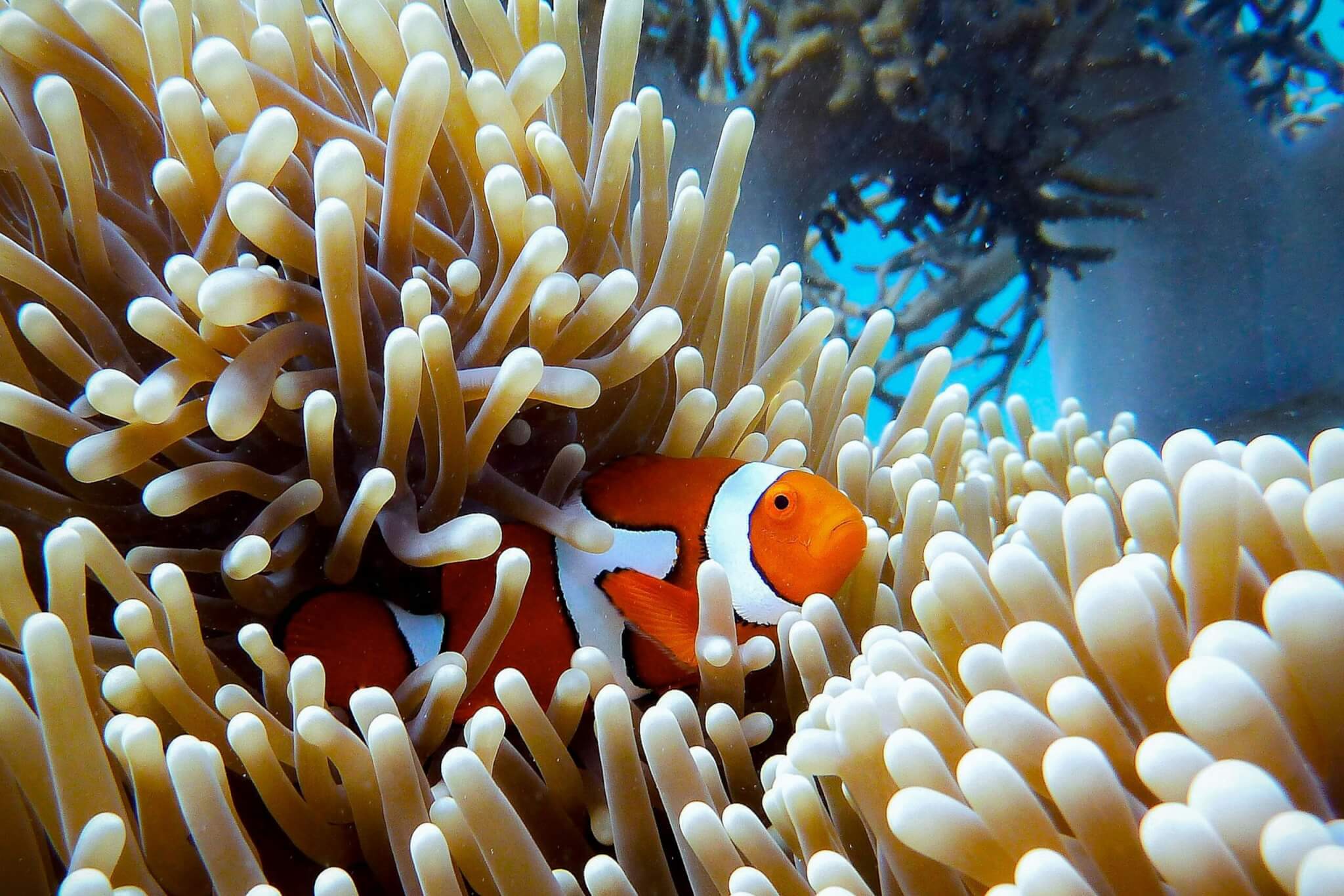 fish in a coral reef