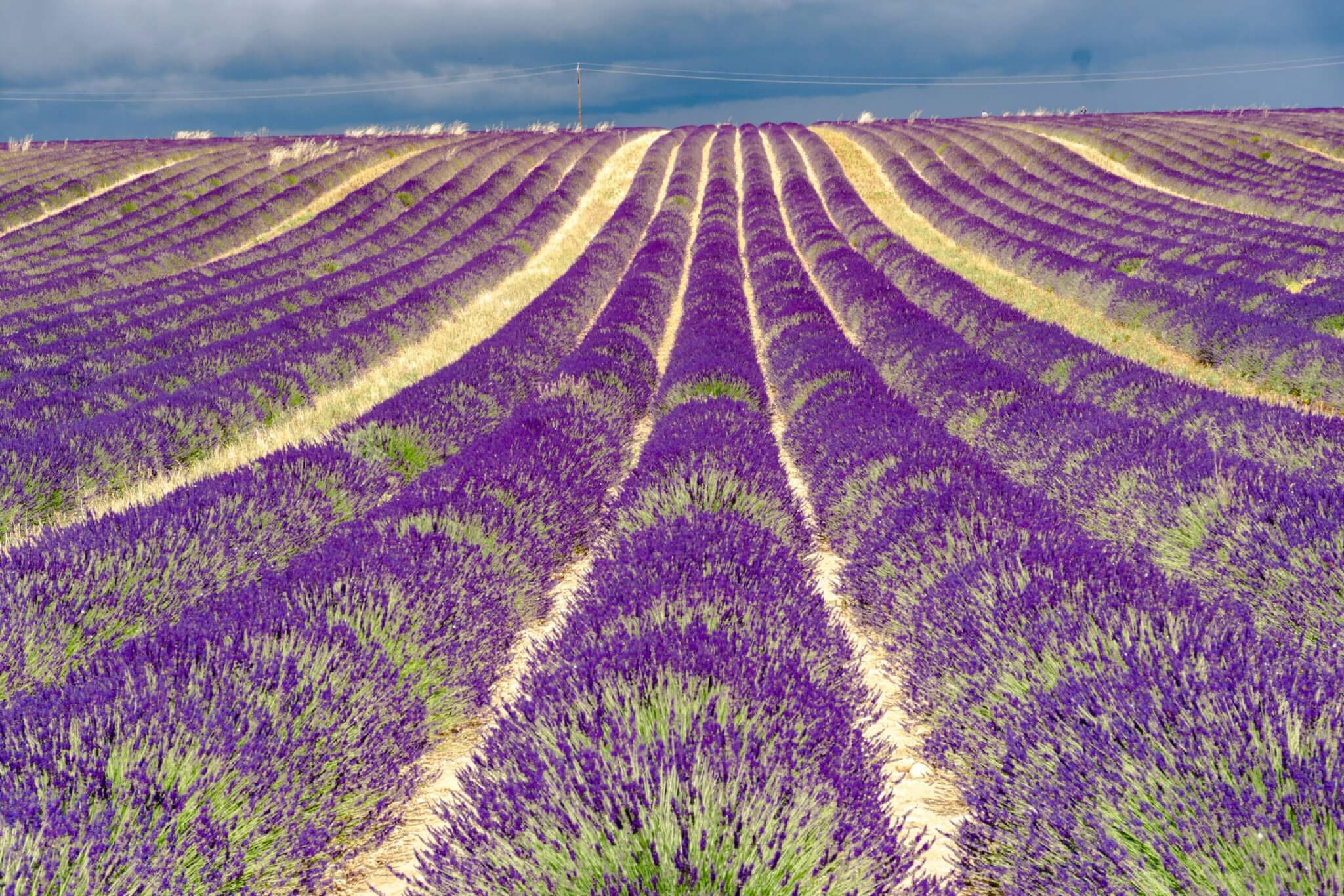 lavender fields in provence