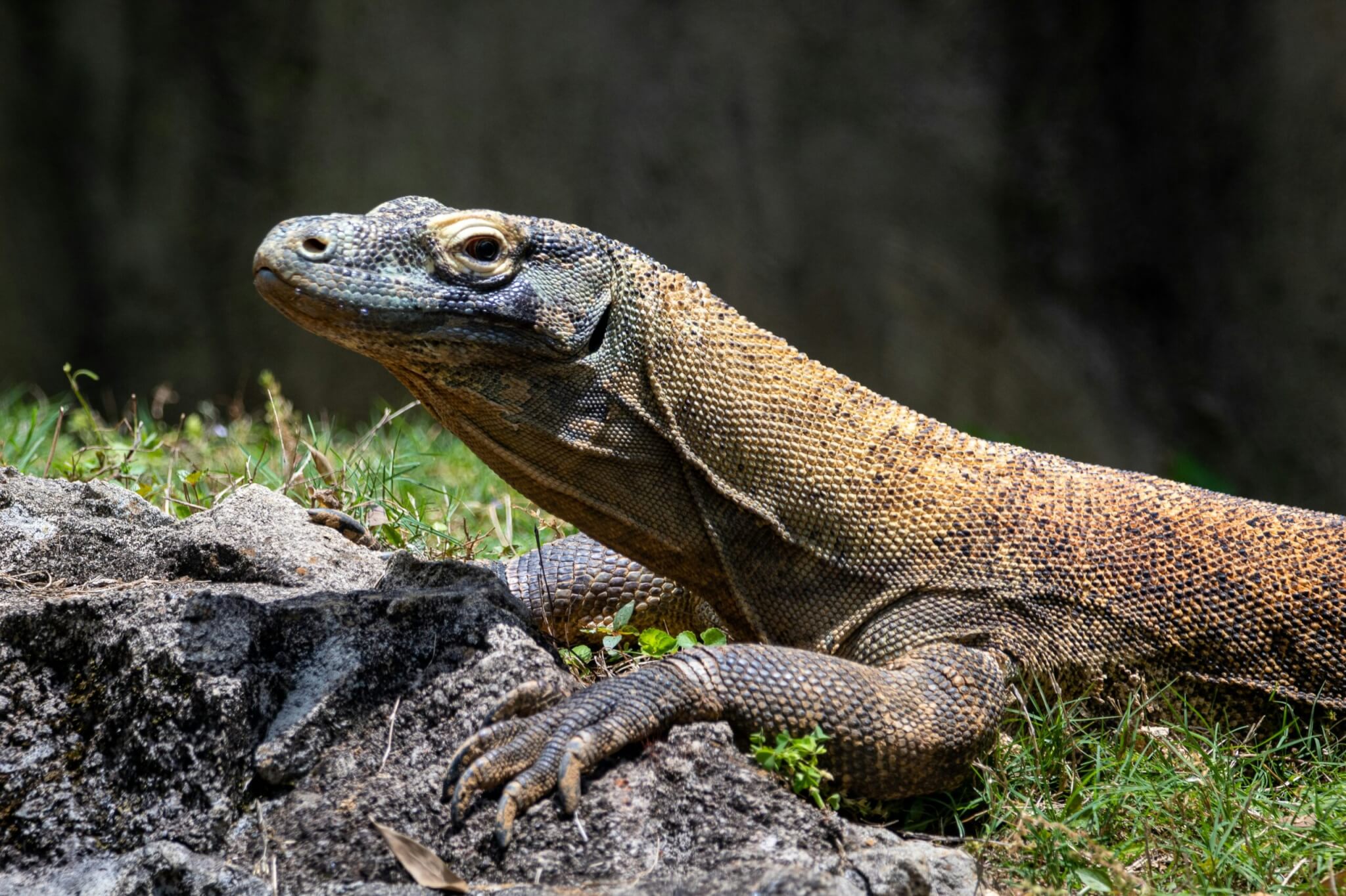 komodo dragon