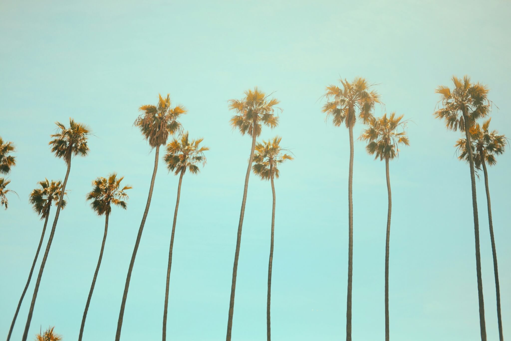 palm trees in california