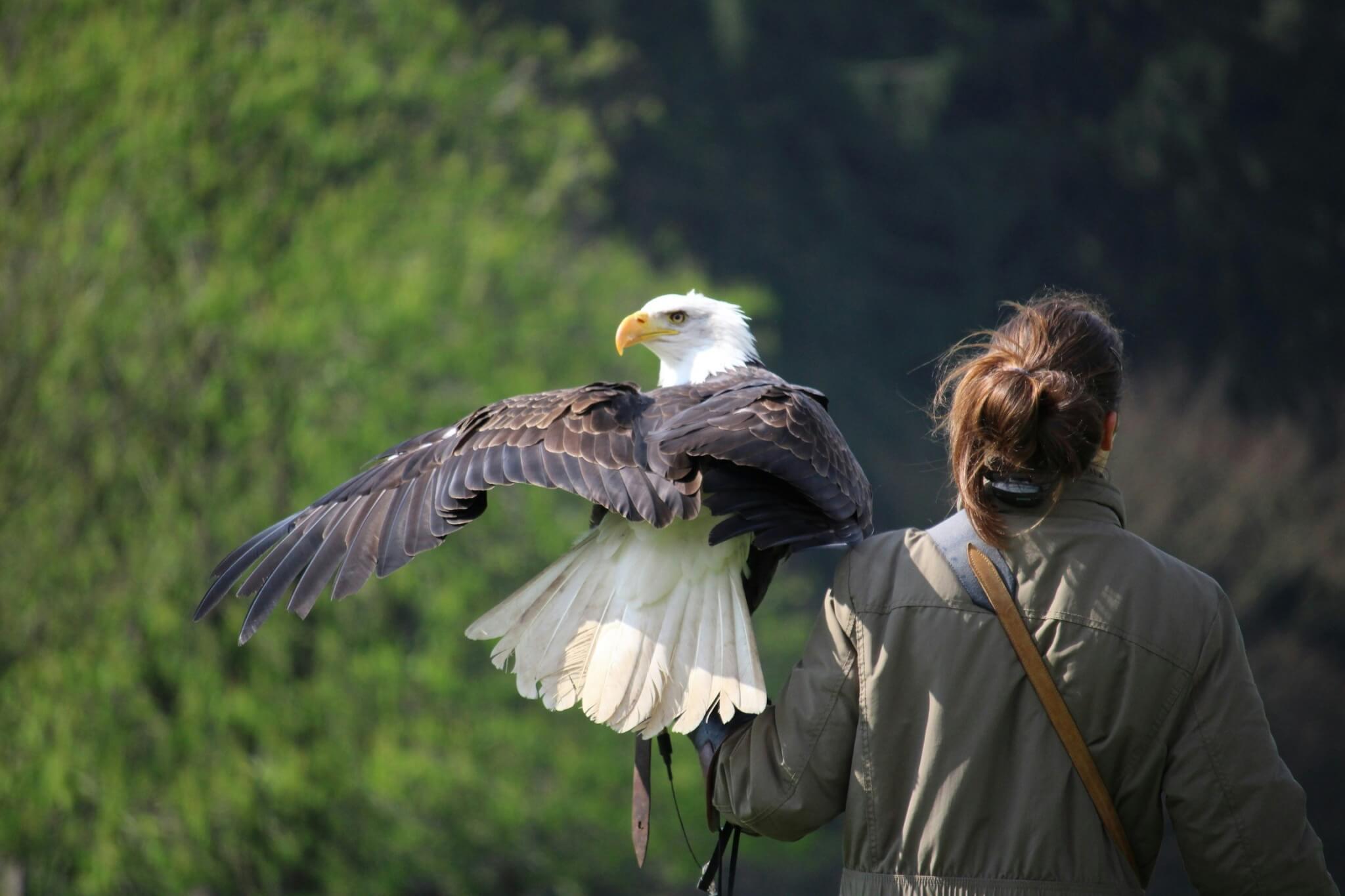 woman holding a bald eagle