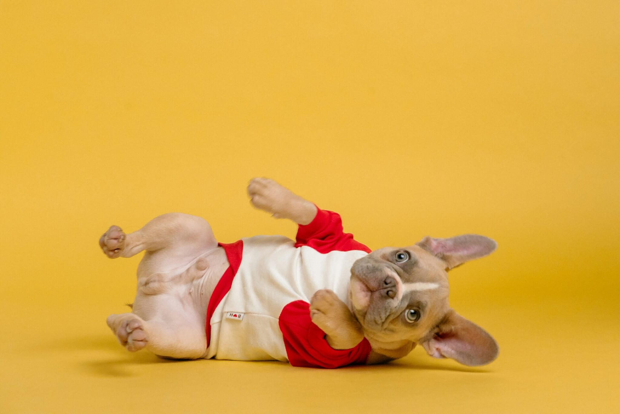 french bulldog rolling over