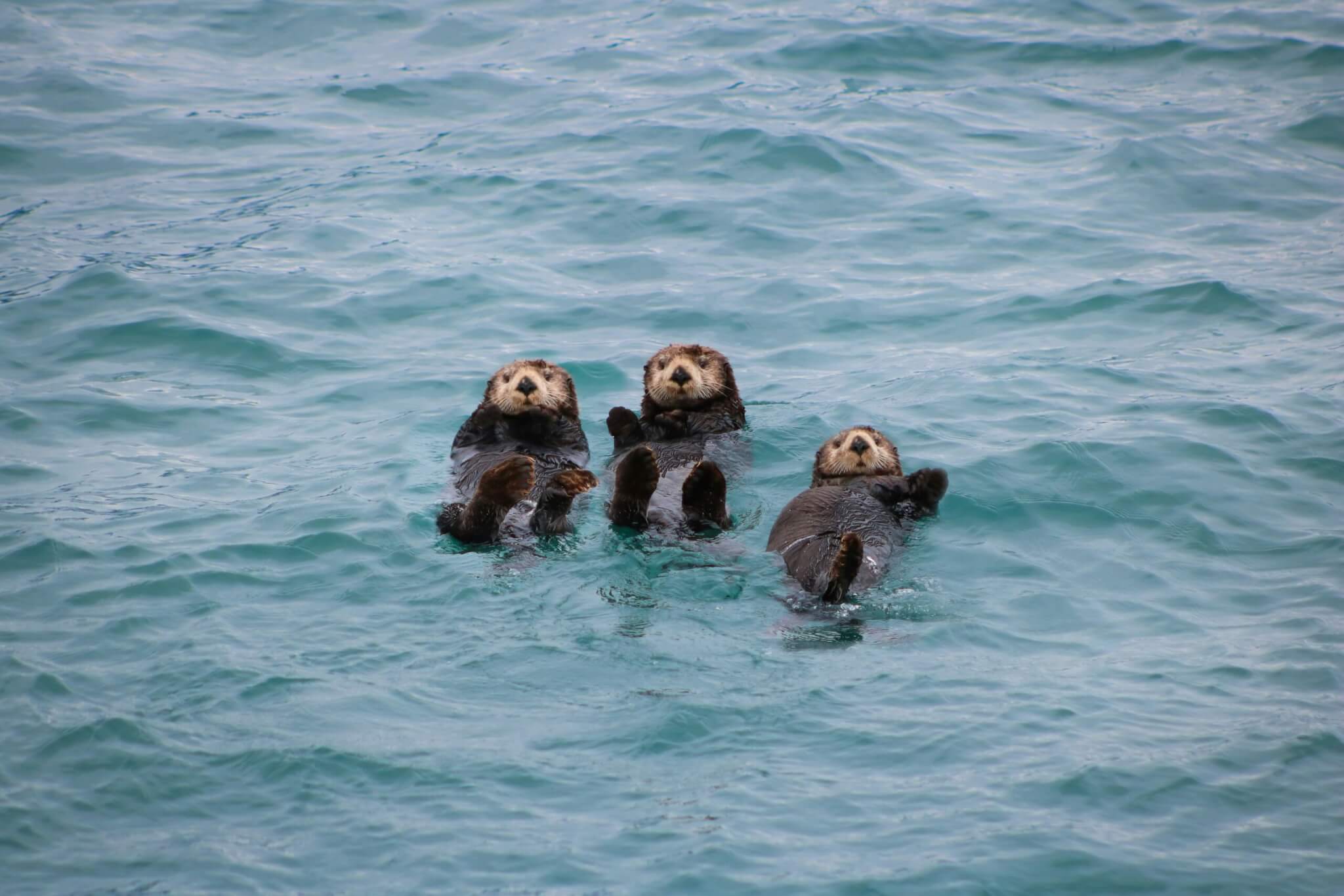 otters in the water