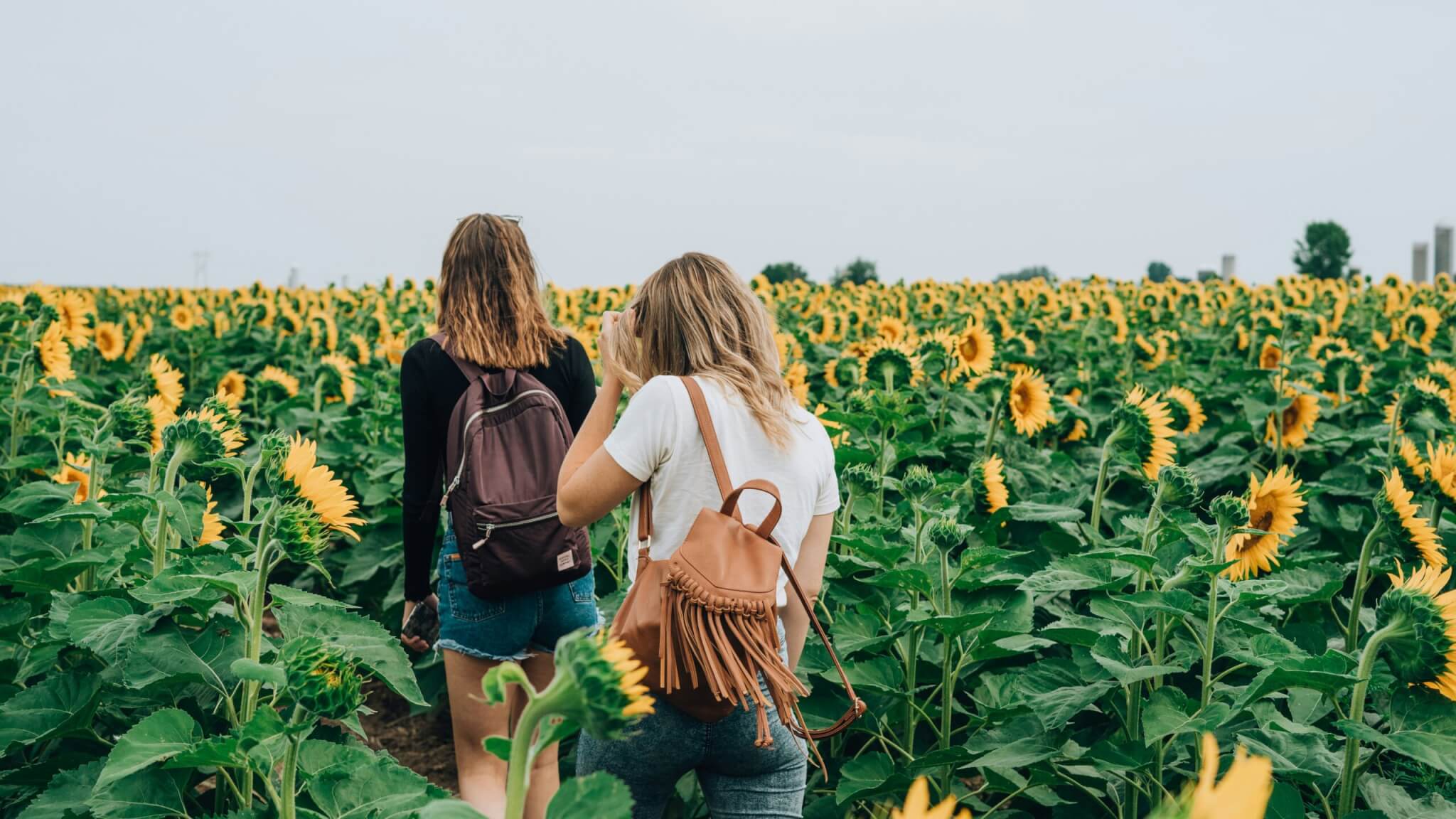 women walking through field of sunflowers