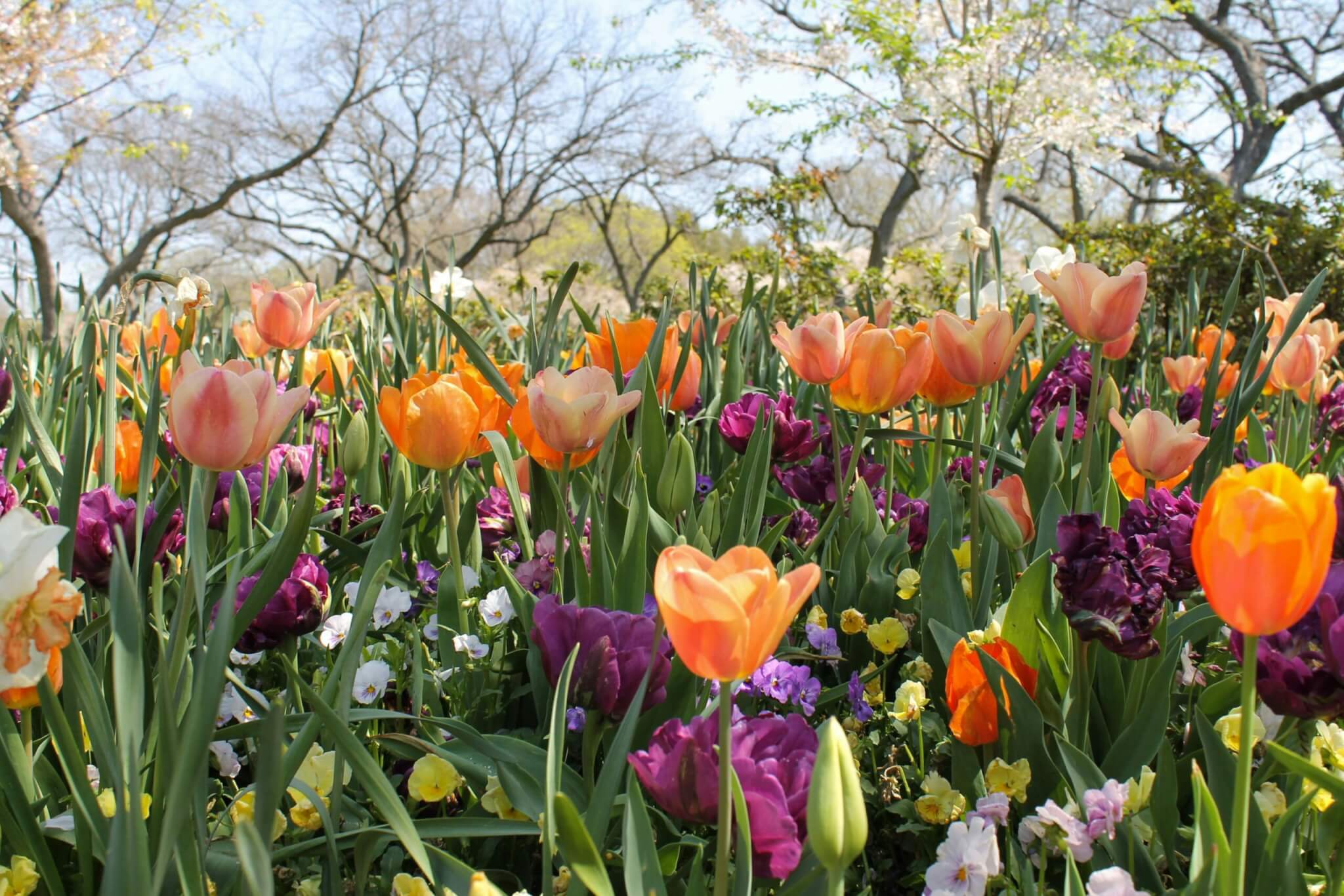 tulips in a garden