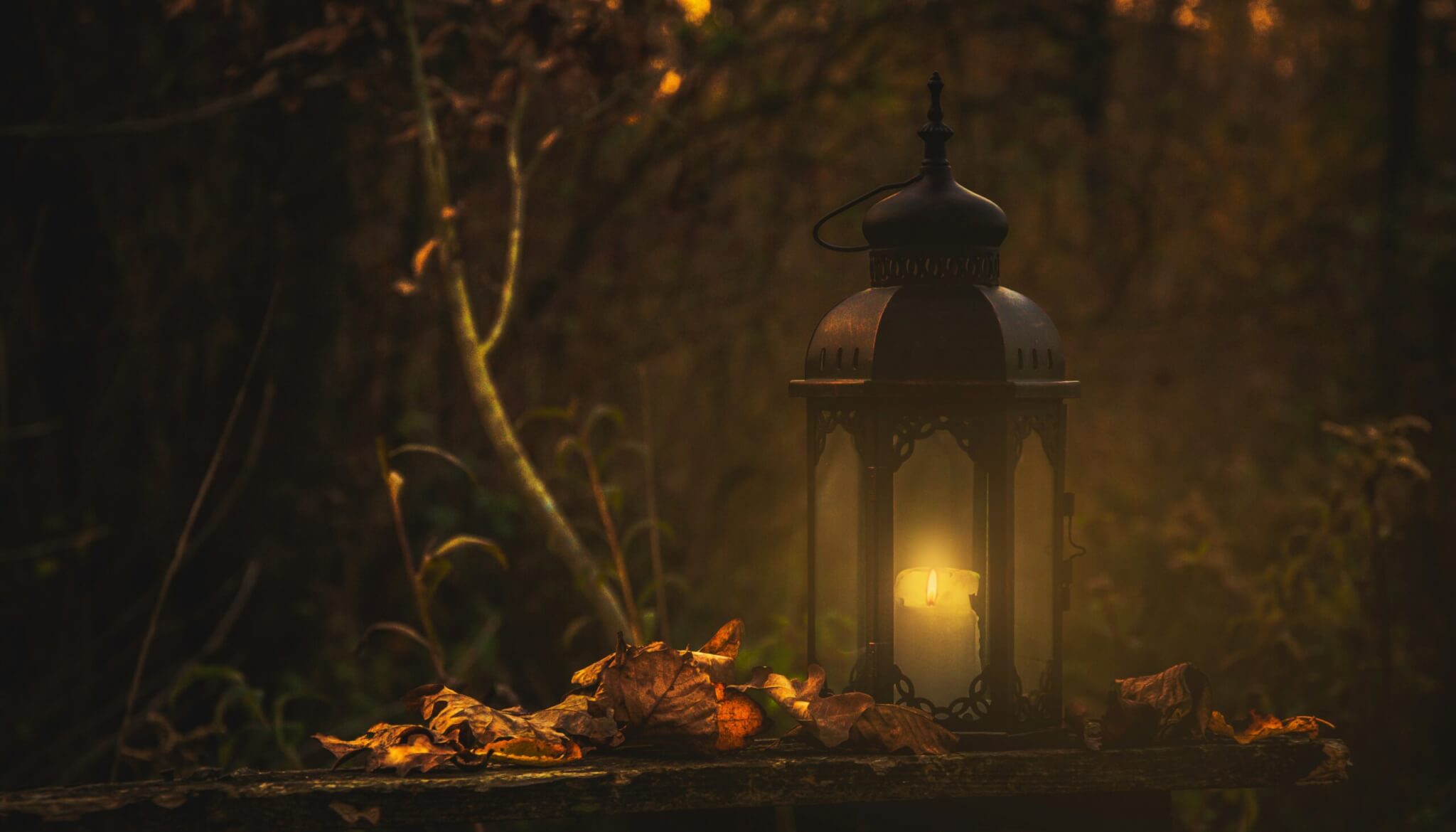 lantern in the woods