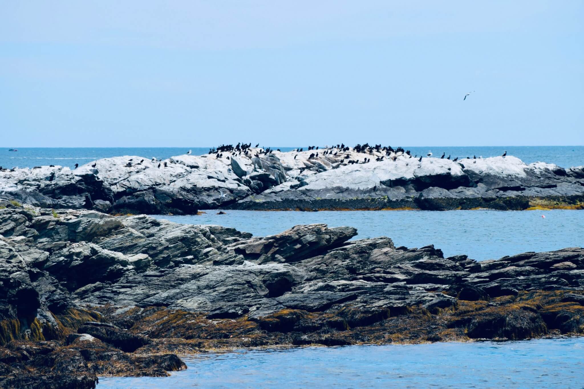 birds on a rock