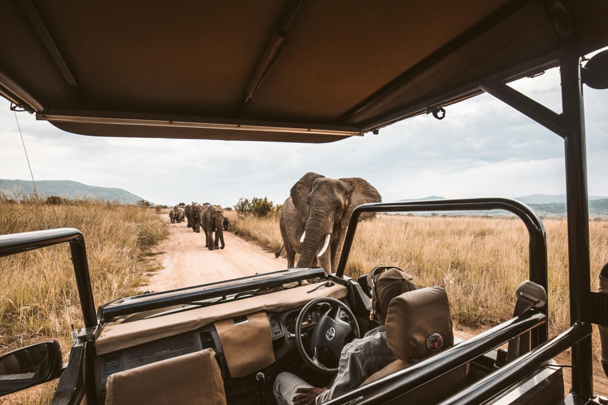 elephants at a safari