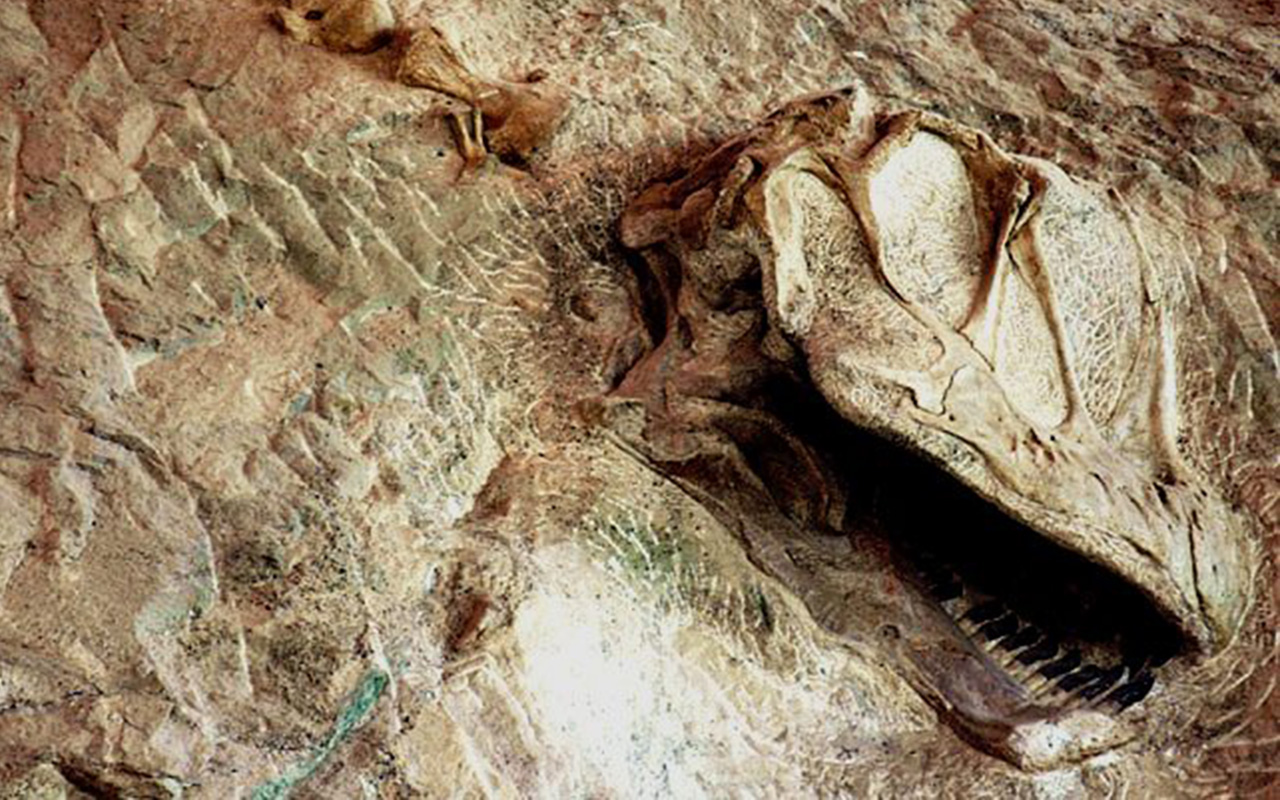 A Camarasaurus skull near the top center of the wall of bones.