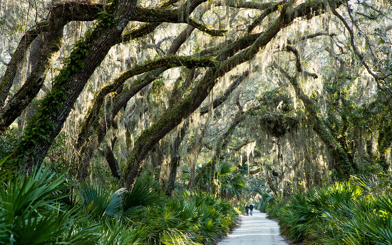 Cumberland Island National Seashore