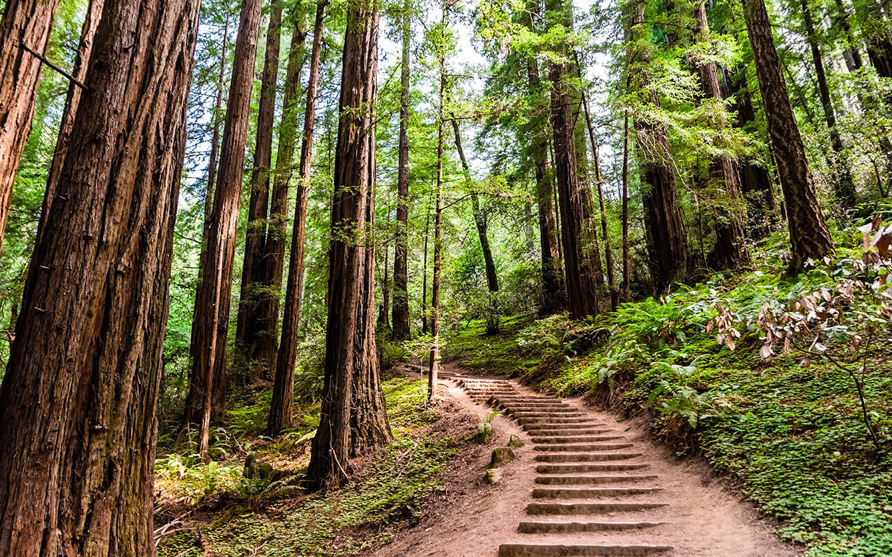 Wooded nature path