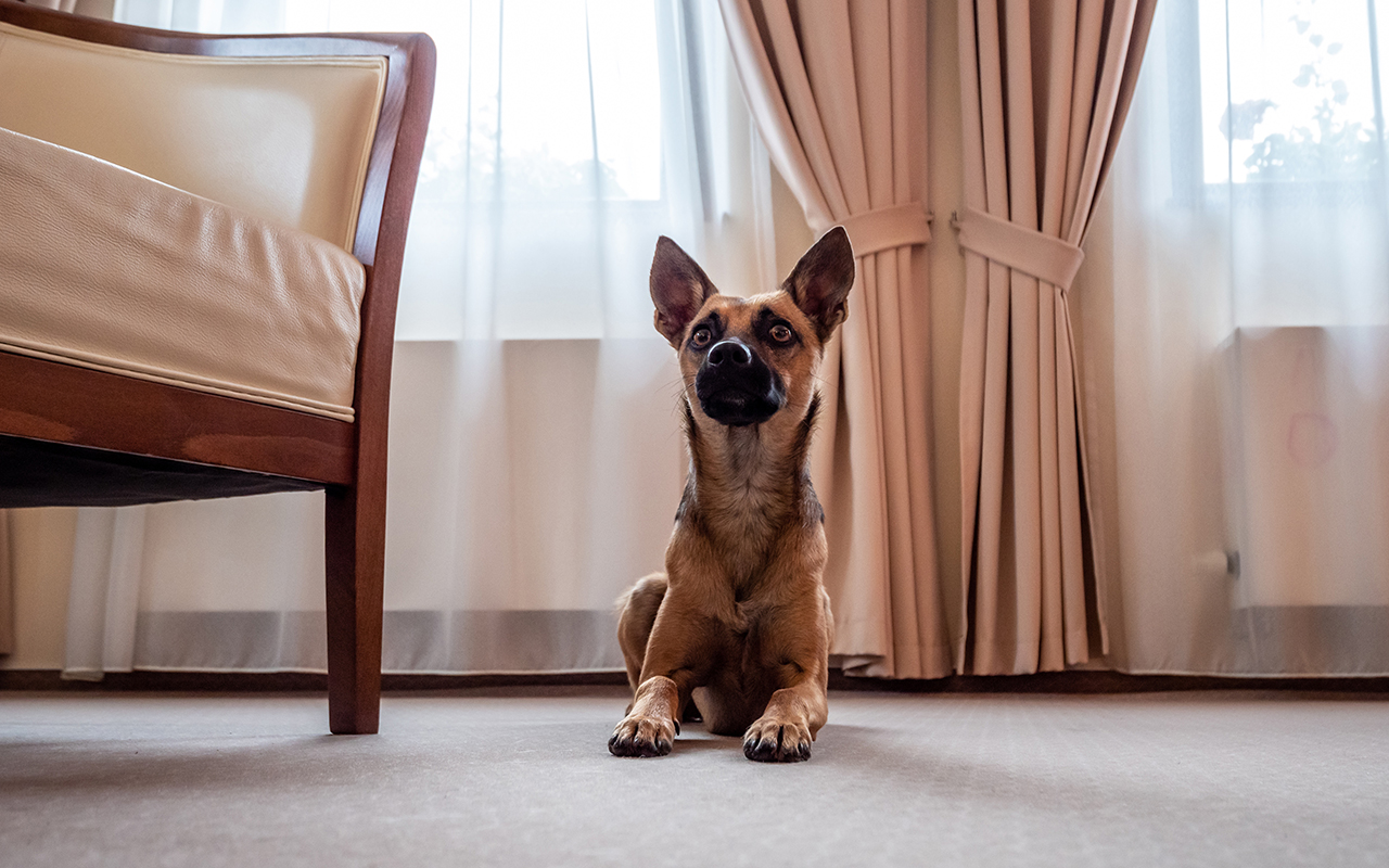 Small brown dog in hotel room.