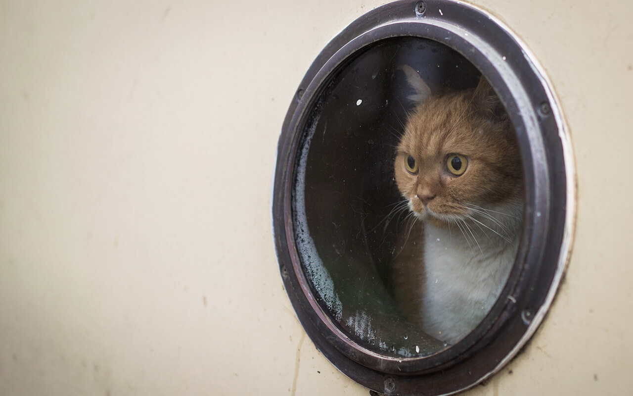 Cat looking out of a porthole 