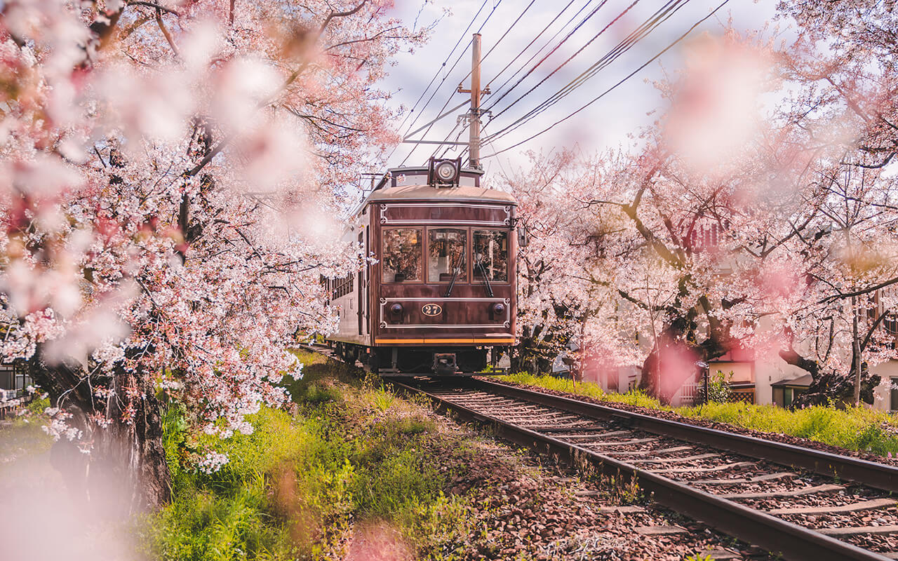 View of Japanese Kyoto local train traveling on rail tracks with flourishing cherry blossoms along the railway in Kyoto, Japan.