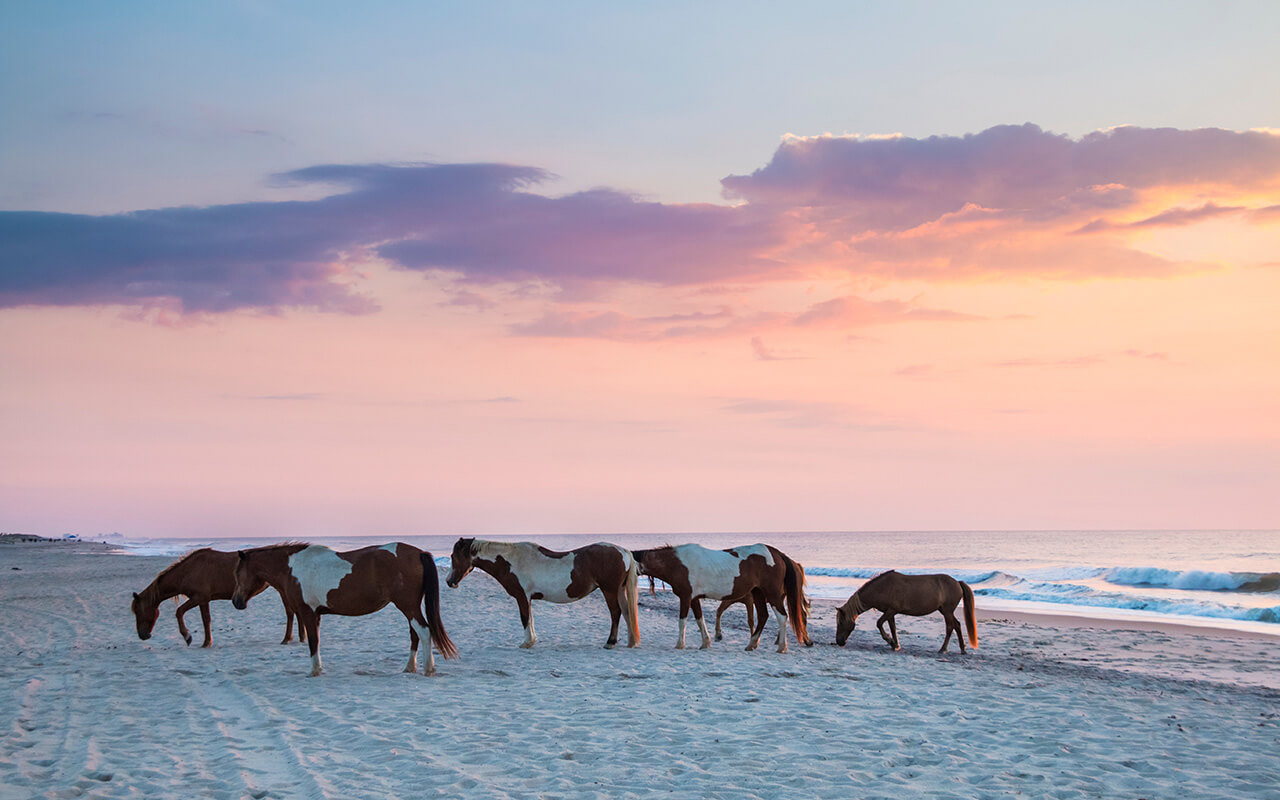 feral horses on Assateague beach in a early morning summer sunrise.