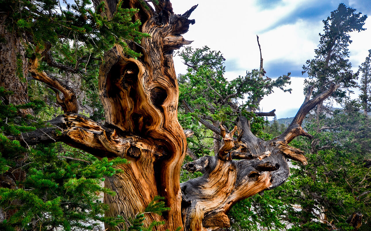 Beautiful Bristlecone Pine in Great Basin, National Park, Nevada, USA