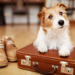 Cute dog puppy listening on a retro suitcase.