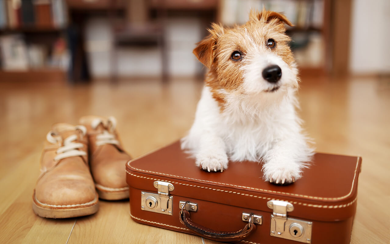 Cute dog puppy listening on a retro suitcase.