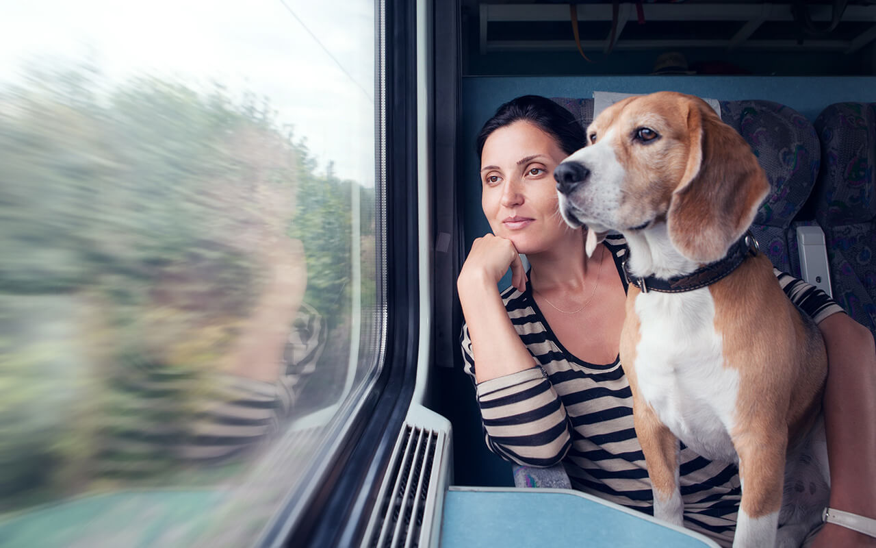 Dog looking out of train window