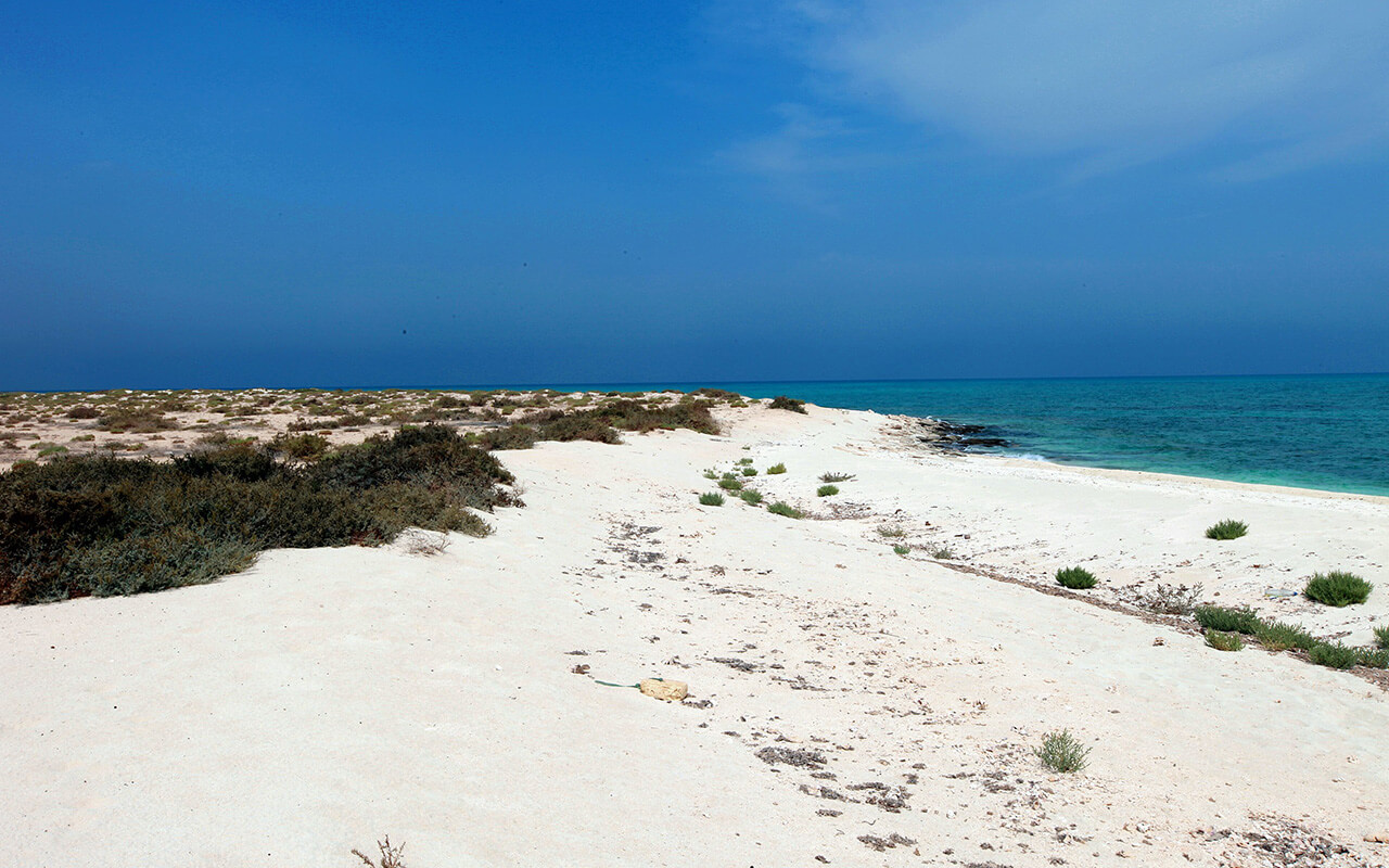 Sir Bani Yas, Abu Dhabi, United Arab Emirates