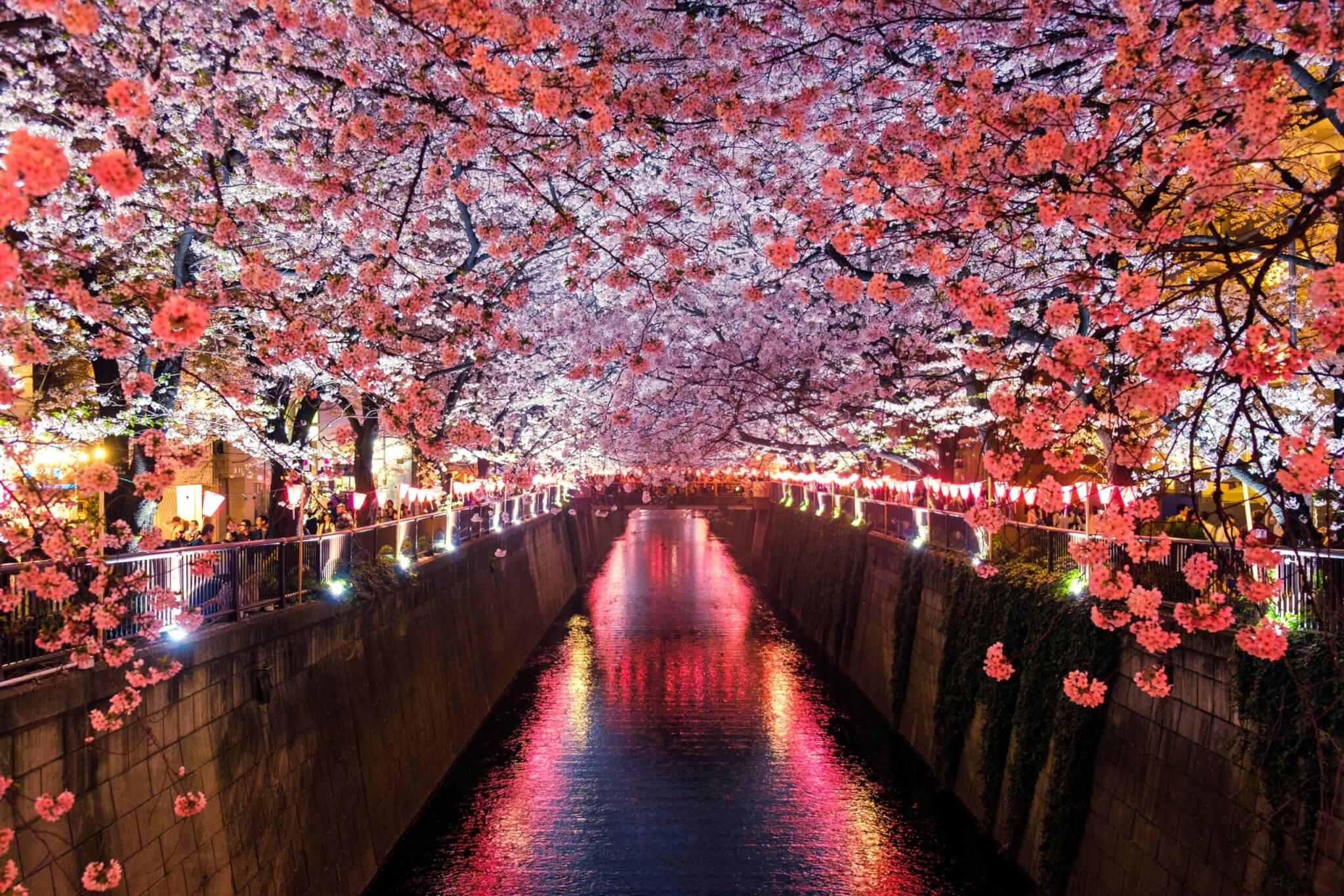 cherry blossoms