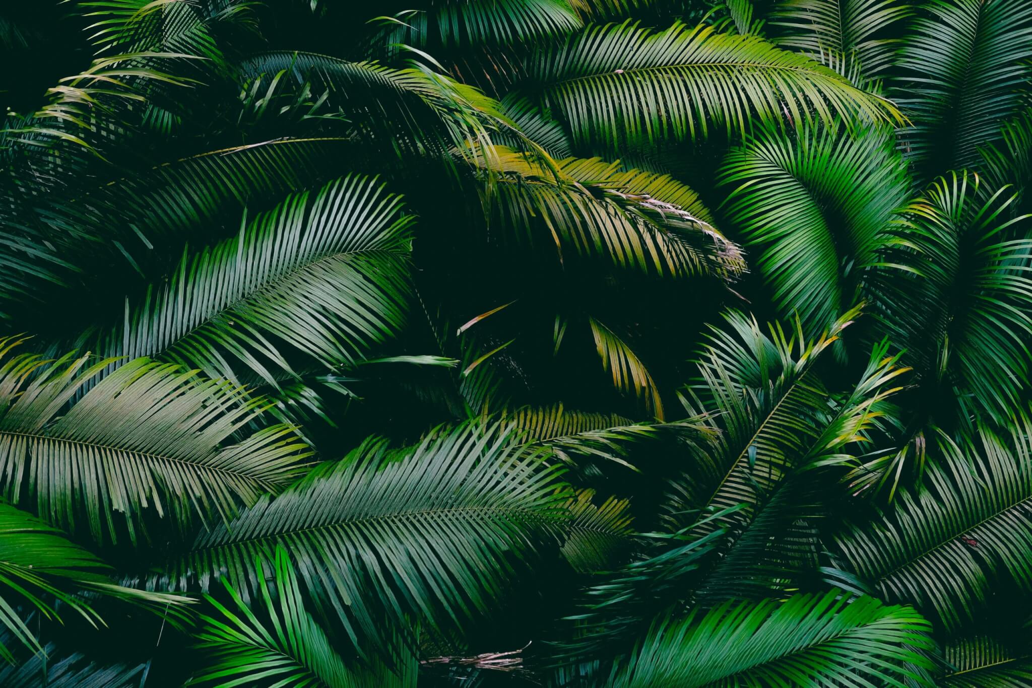 ferns in a rainforest