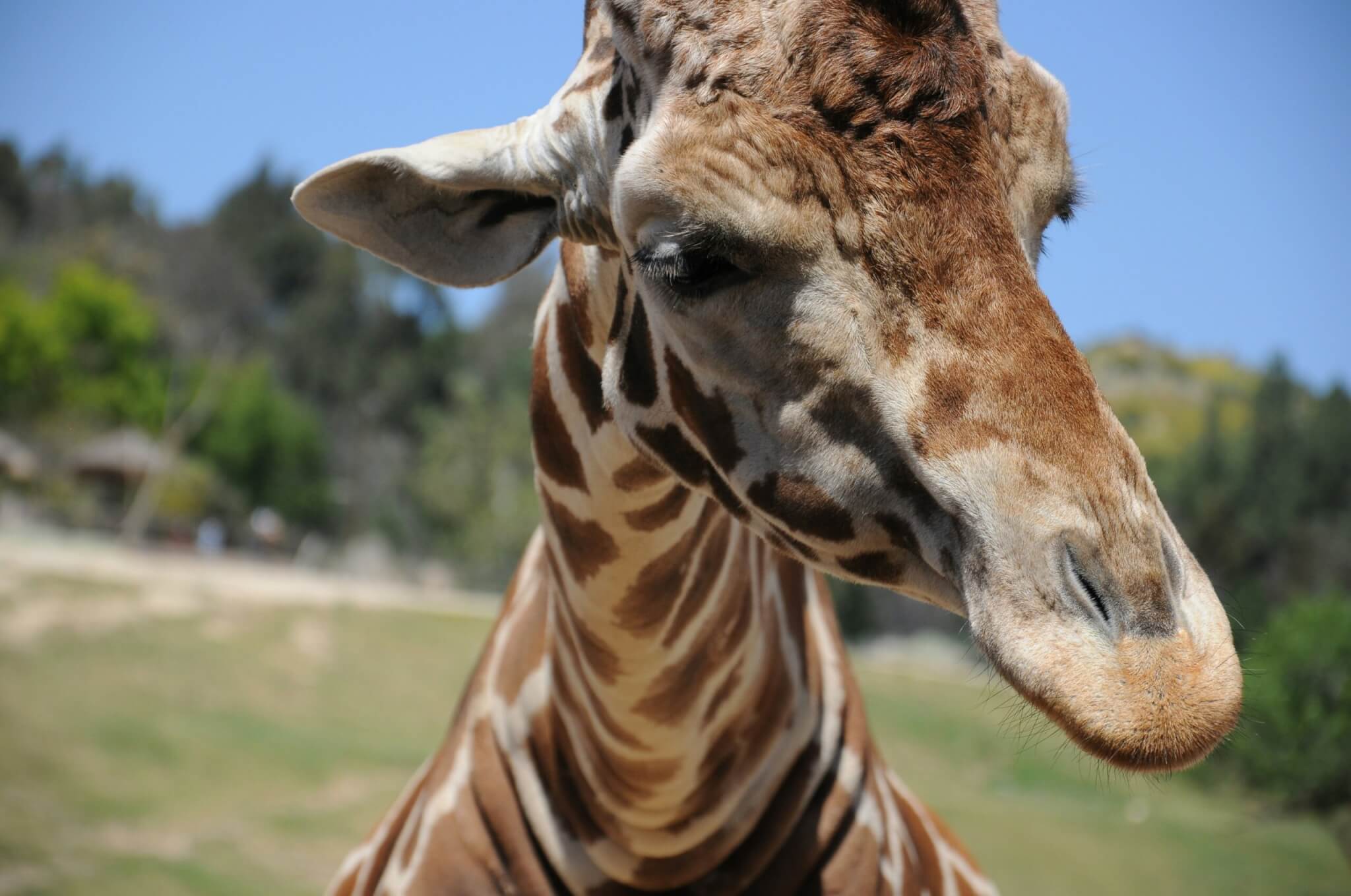 giraffe at a zoo