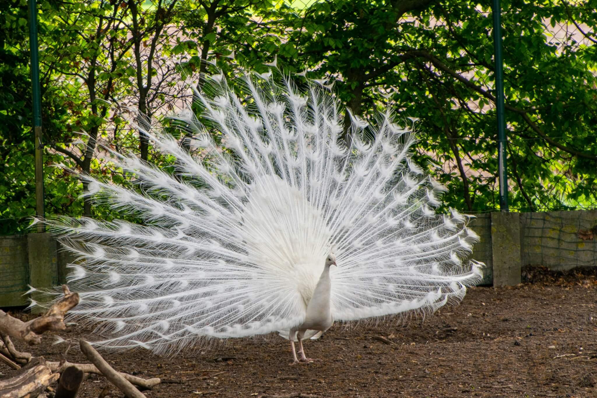 white peacock