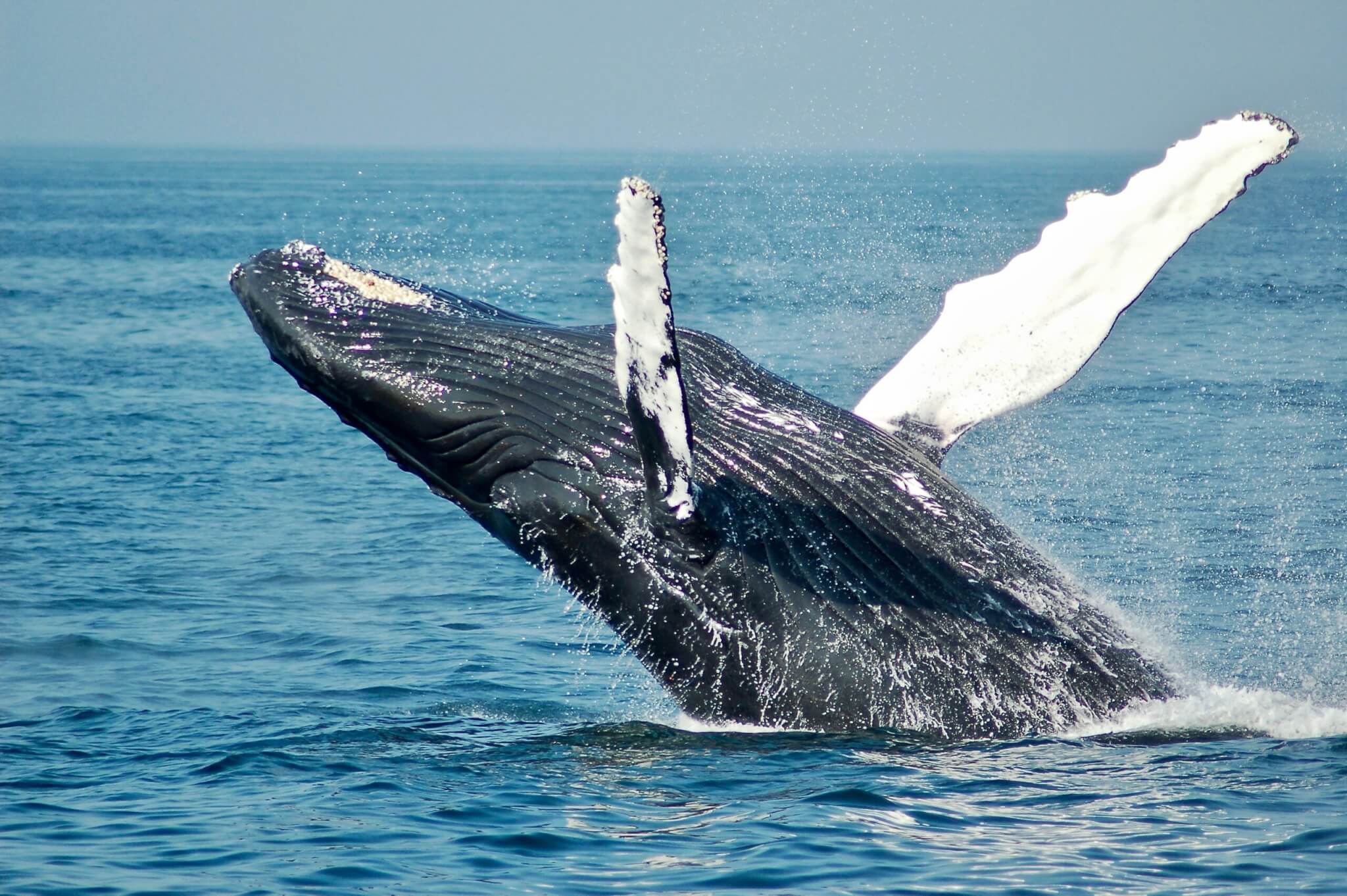 whale breaching