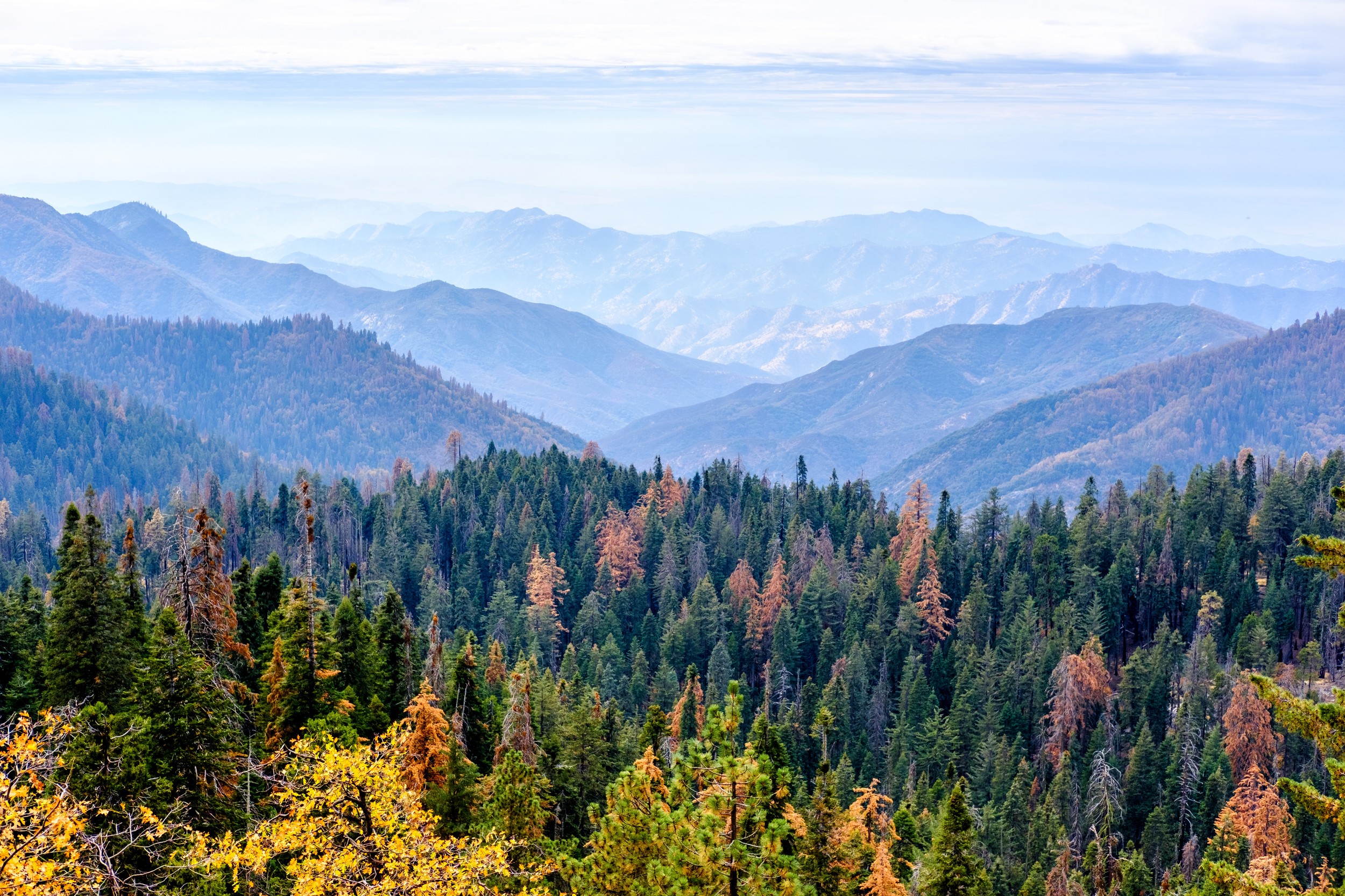 Mountain landscape of Sequoia National Park in September, with fall foliage, dense pine forest, and layered Sierra Nevada ridges in the distance.