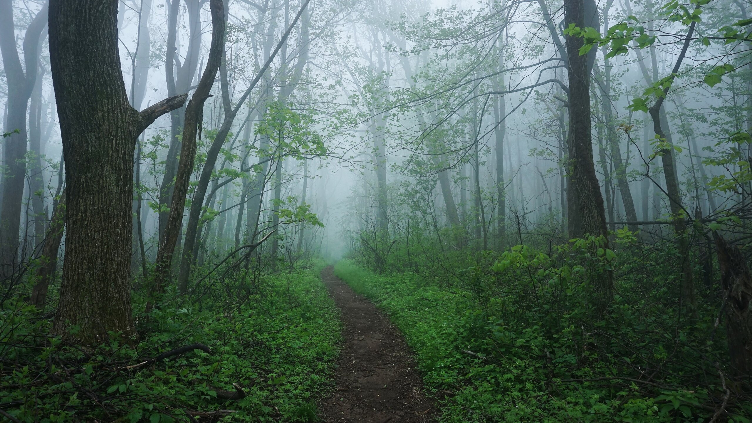 Foggy Appalachian forest with a narrow dirt trail disappearing into dense green woods, surrounded by tall trees and mist.