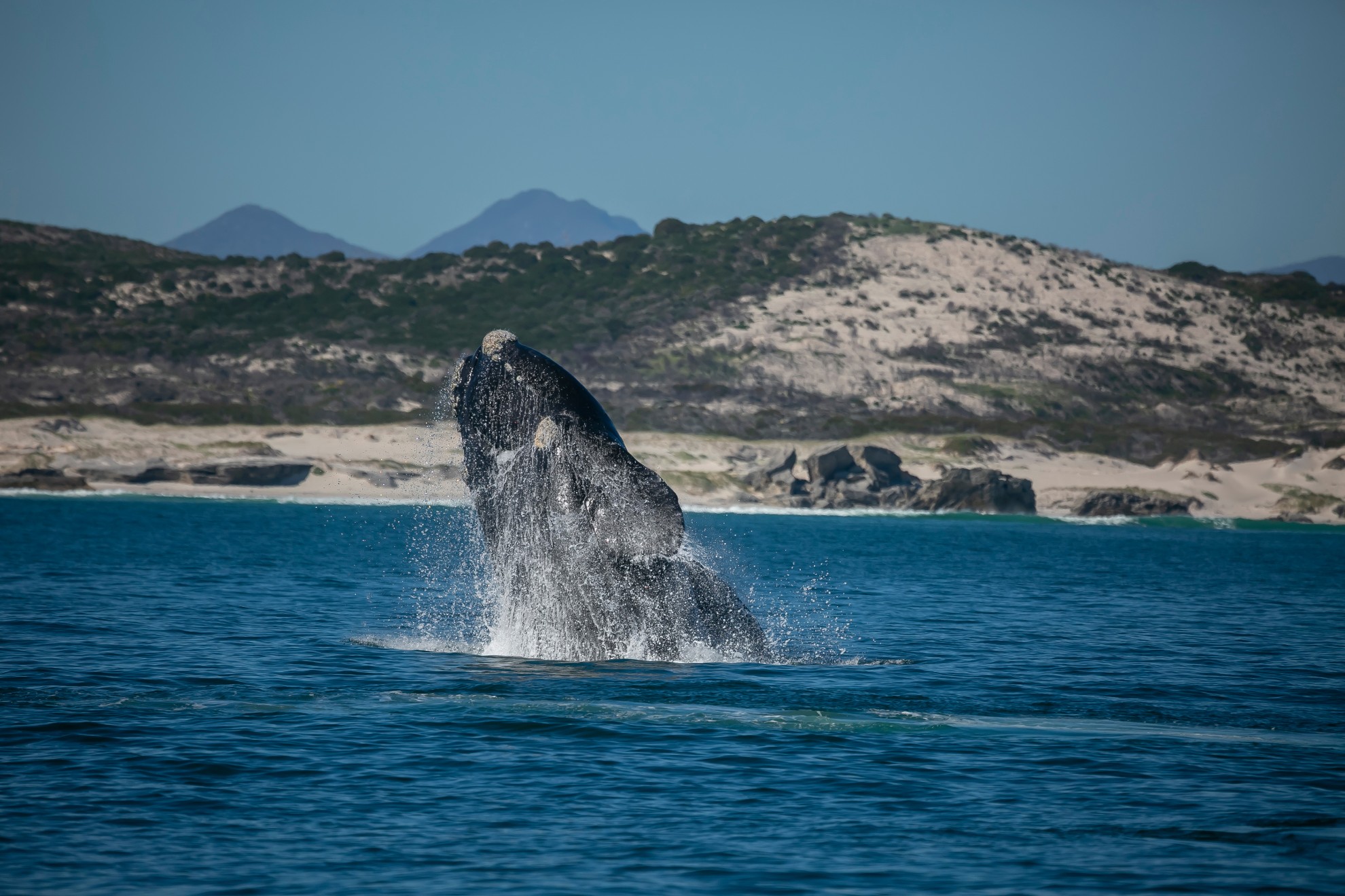 Southern right whale near the coast of Hermanus, South Africa, seen from shore during September migration season.
