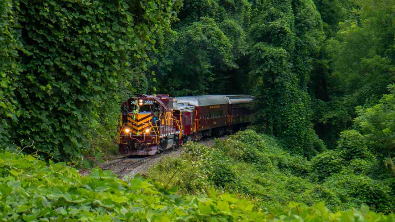 a train traveling through a lush green forest