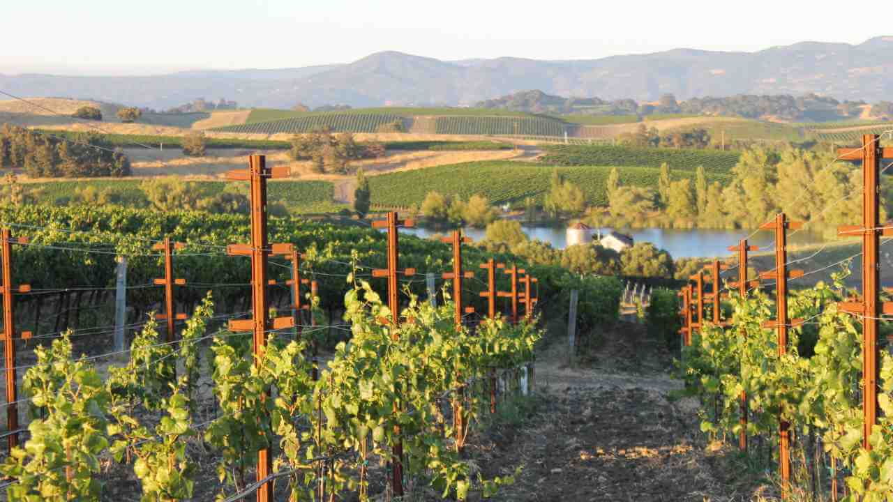 a view of a vineyard with a lake and mountains in the background