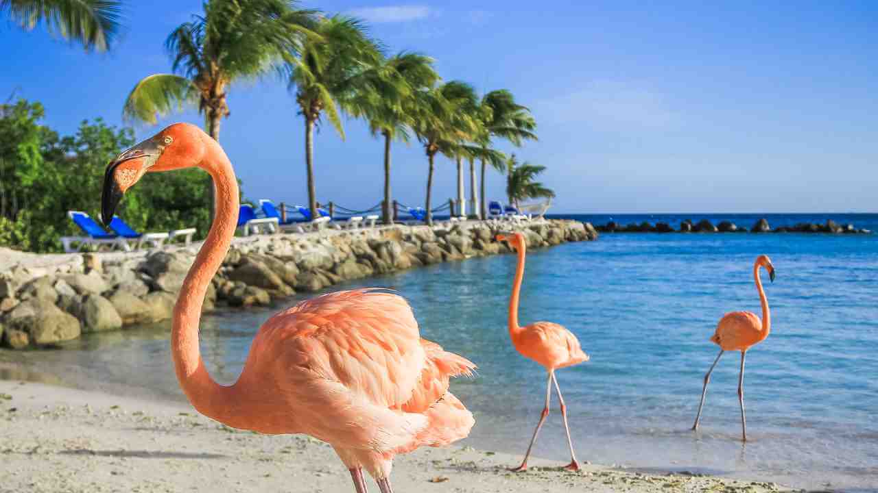 three pink flamingos standing on the beach next to palm trees