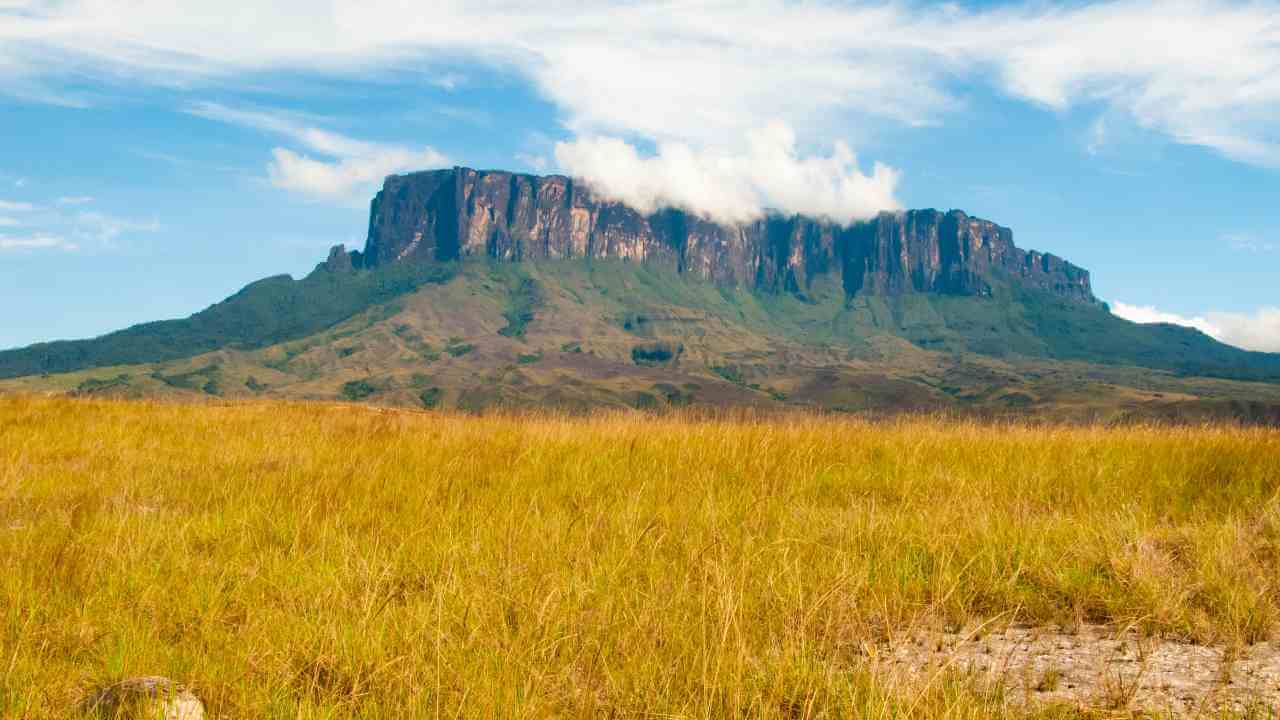 yellow grass with mountain in the background