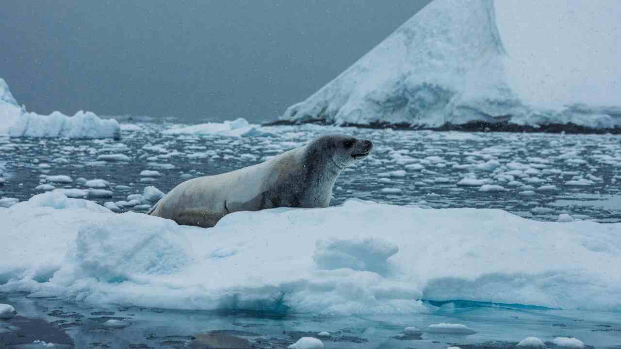 a polar bear sitting on an iceberg in the ocean