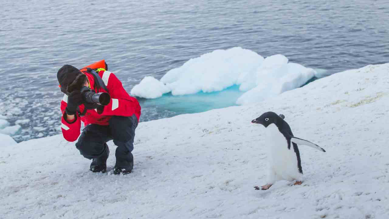 a person taking a photo of a penguin in the snow