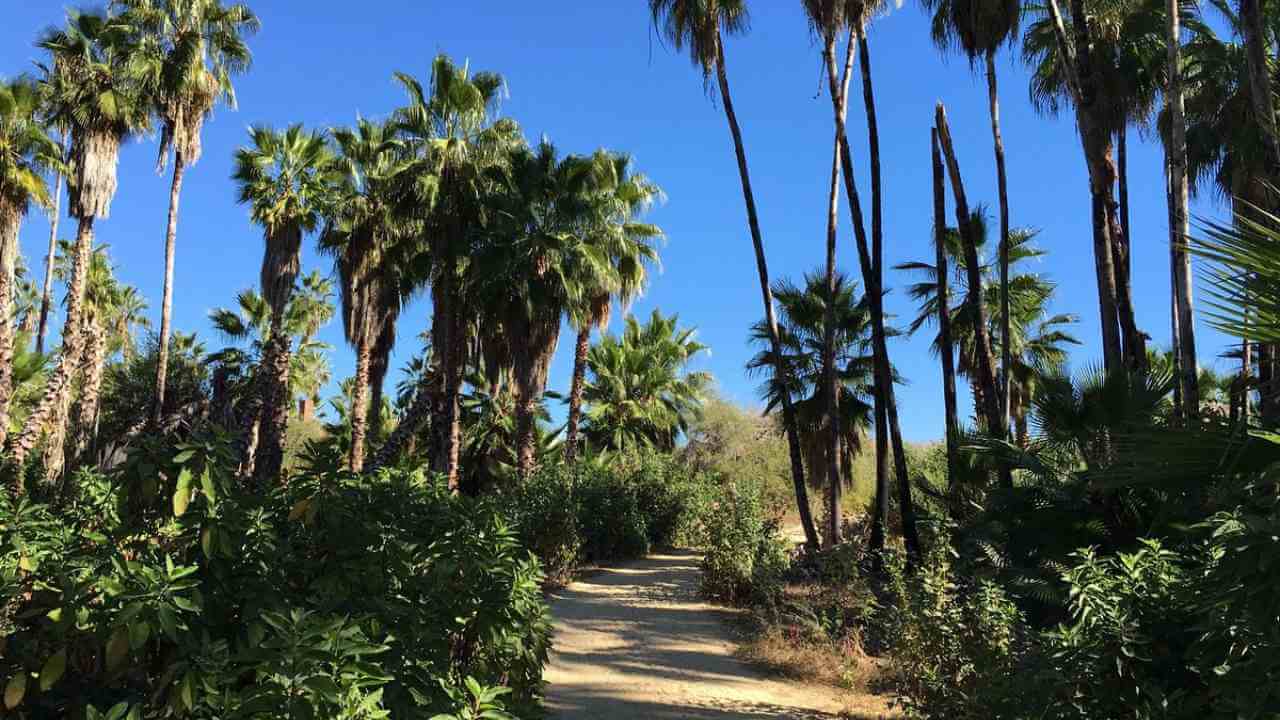 palm trees line a dirt path in the middle of a forest