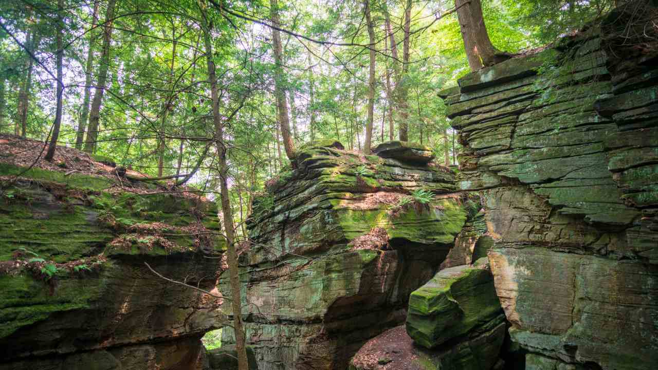 rock formations in the middle of a forest