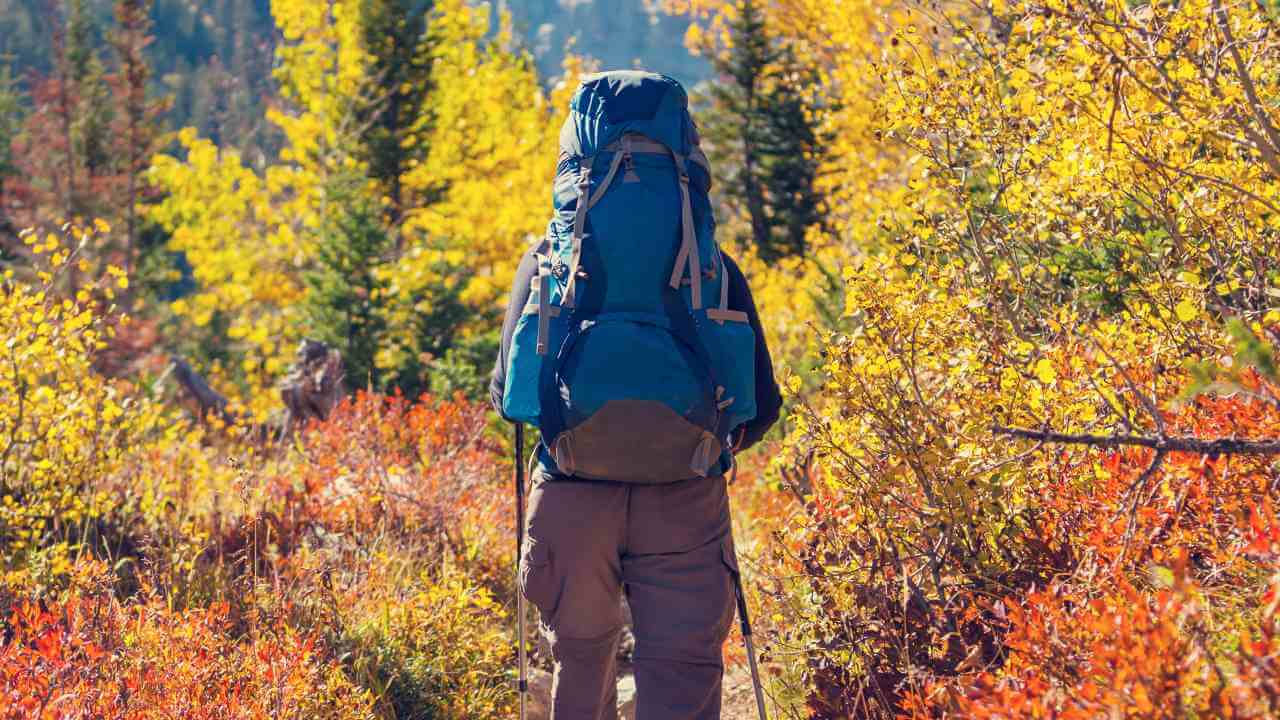 a person with a backpack walking through an autumn forest