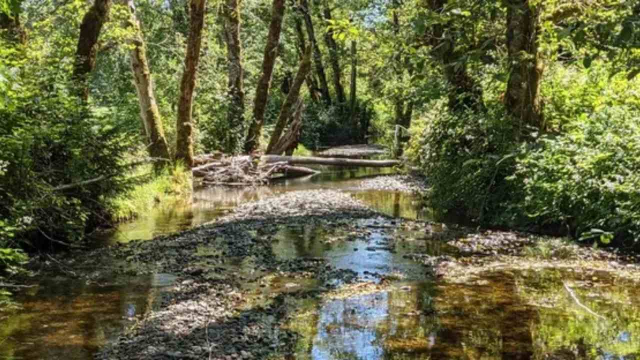 a creek running through a forest in the middle of the day