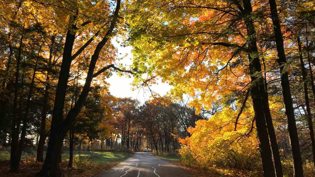 an empty road surrounded by trees in the fall