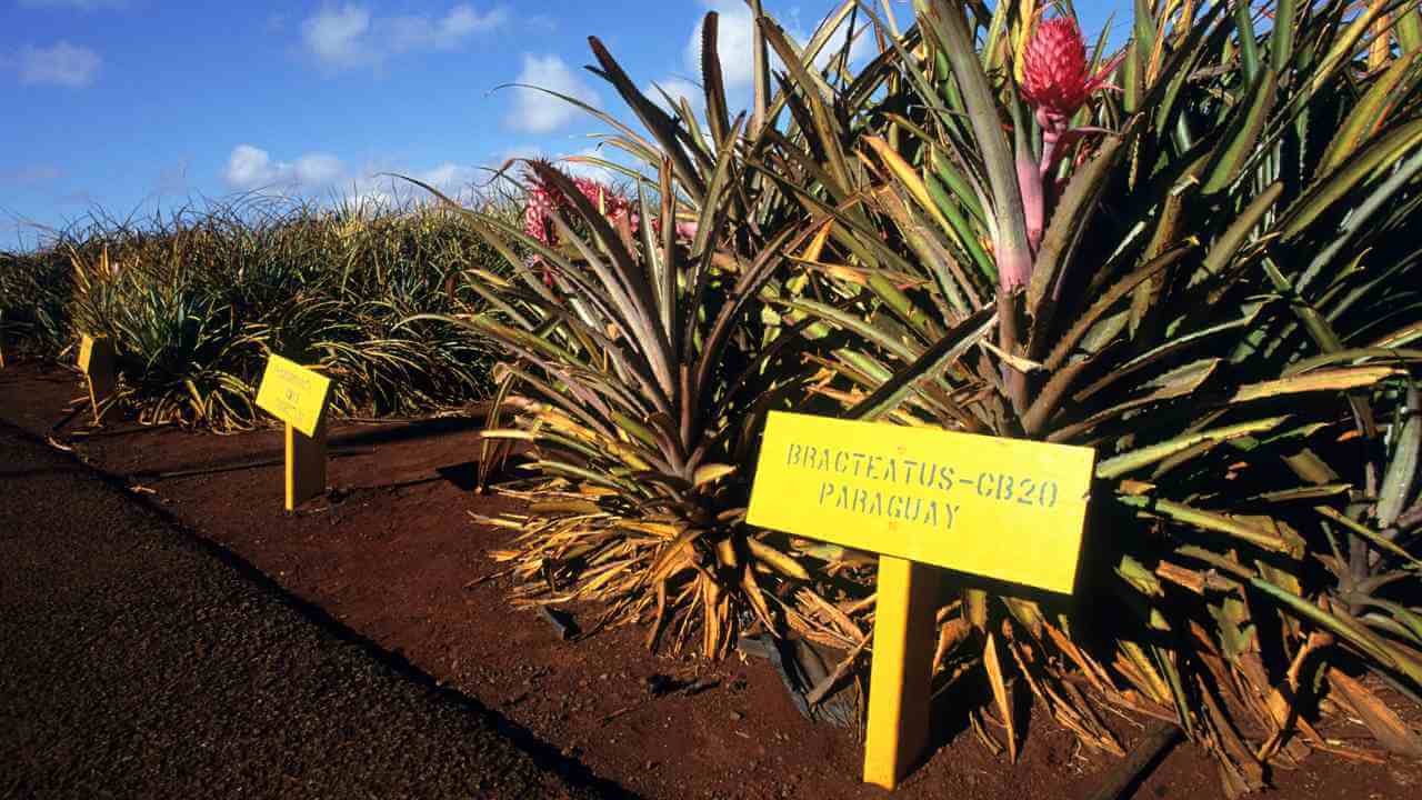 a row of pineapple plants with yellow signs in front of them