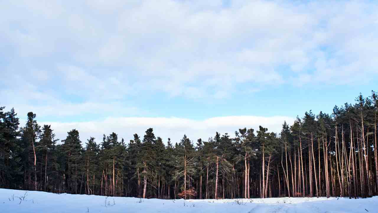 a snow covered field with trees and sky in the background