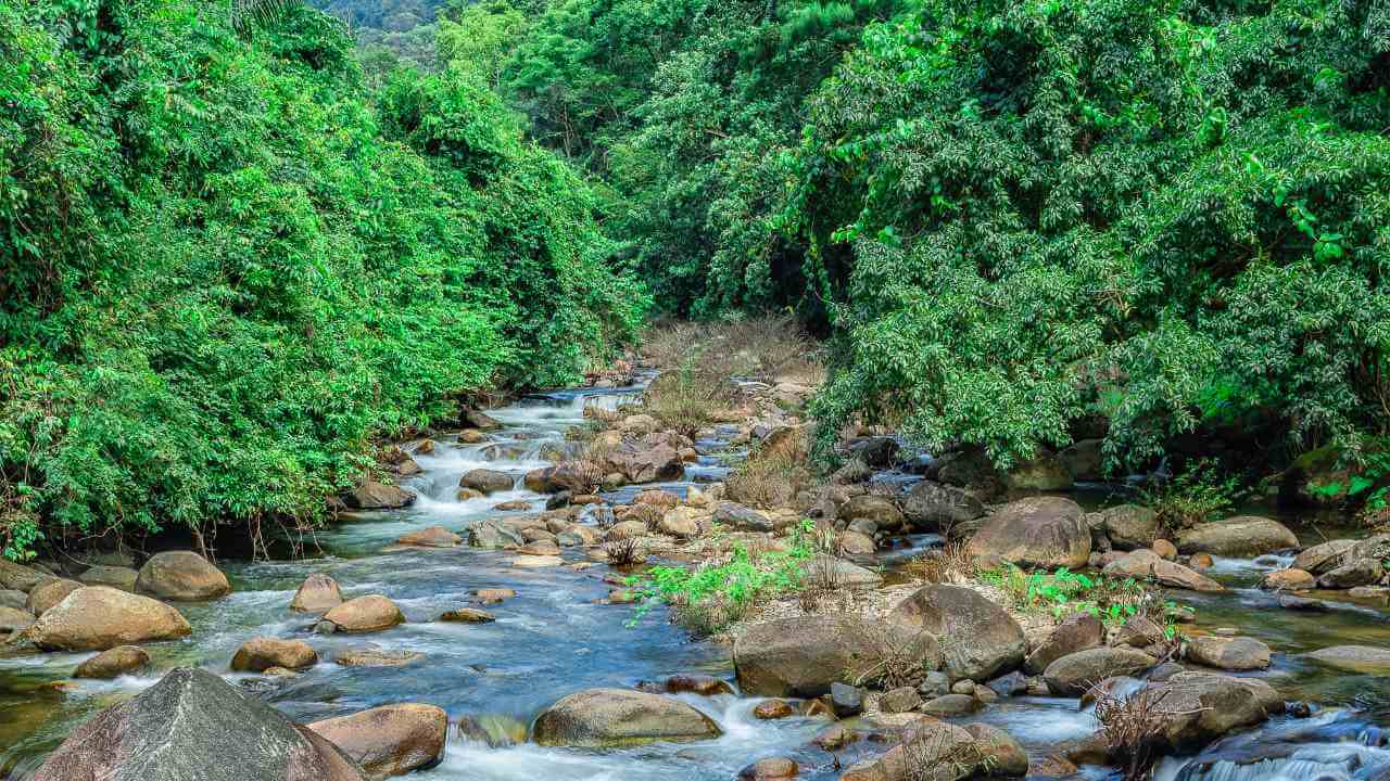 a river flowing through a lush green forest