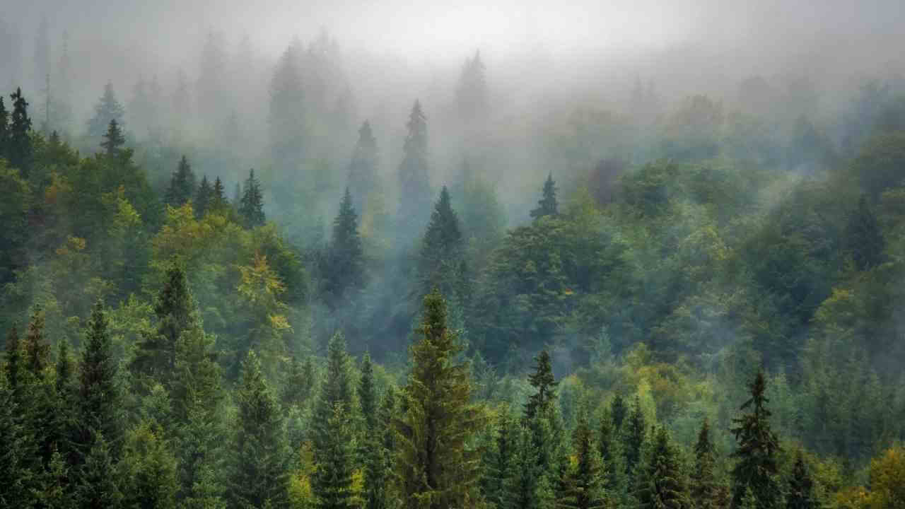 foggy forest with trees in the background