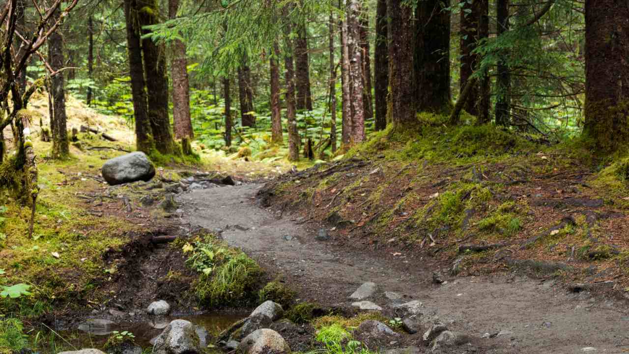 a trail in a forest with rocks and trees