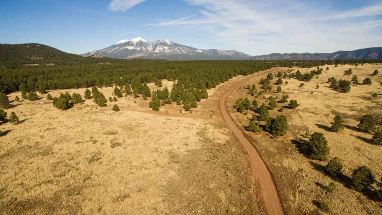 an aerial view of a dirt road surrounded by pine trees